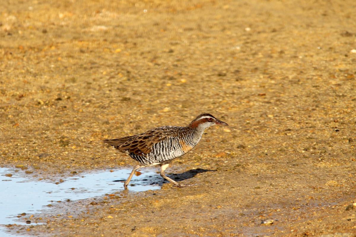 Banded Rail (Gallirallus philippensis), Kaiteriteri-Sandy Bay Road, Kaiteriteri, Tasman, New Zealand, 2014-03-11 Banded Rail (Gallirallus philippensis)